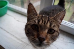 cats4
